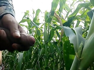 Jizzing On Maize Leaf,