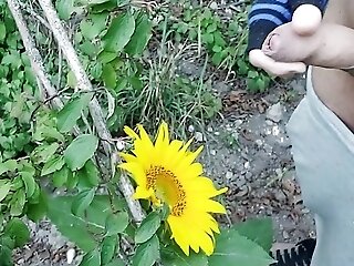Outdoor Dude Pollinates A Sunflower